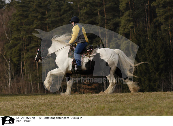 Irish Tinker / AP-02370