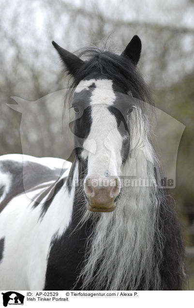 Irish Tinker Portrait / AP-02529