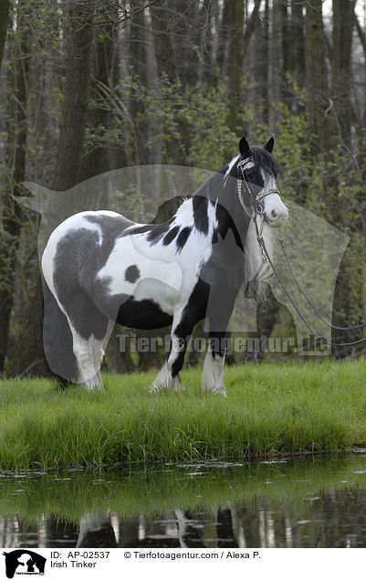 Irish Tinker / Irish Tinker / AP-02537