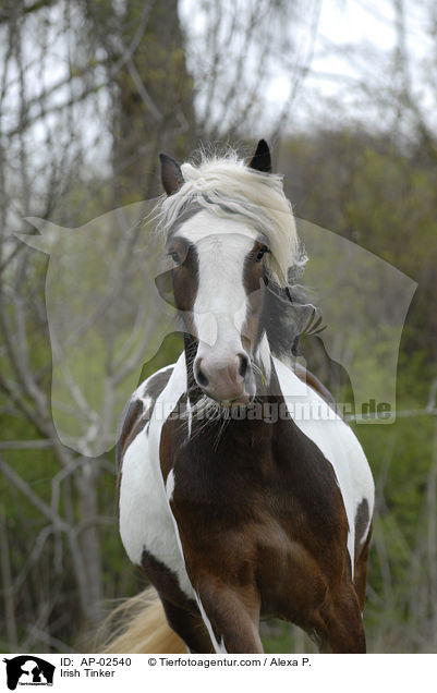 Irish Tinker / AP-02540