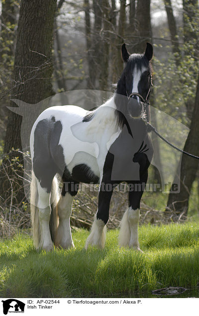 Irish Tinker / AP-02544