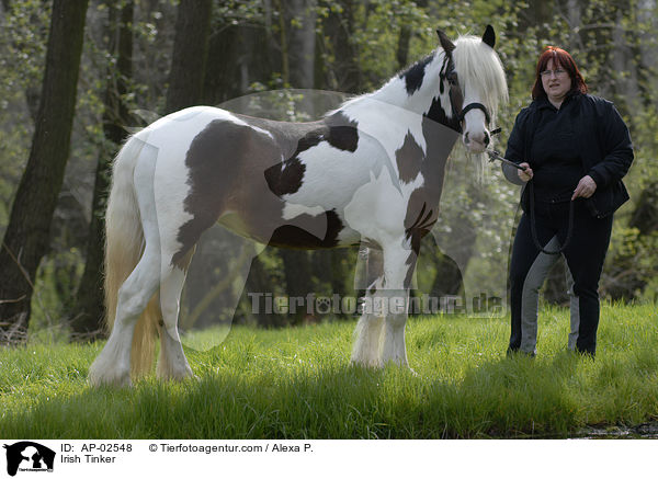Irish Tinker / Irish Tinker / AP-02548