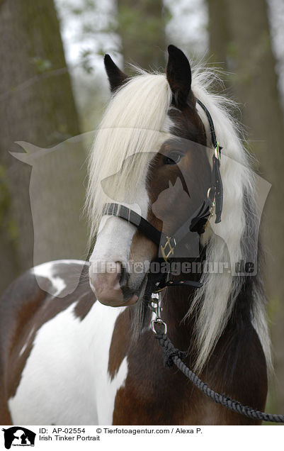 Irish Tinker Portrait / AP-02554
