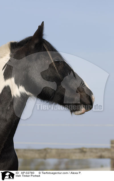 Irish Tinker Portrait / AP-02780