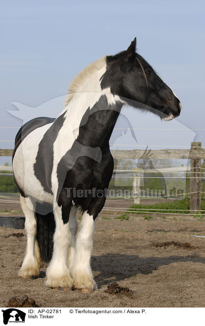 Irish Tinker / AP-02781