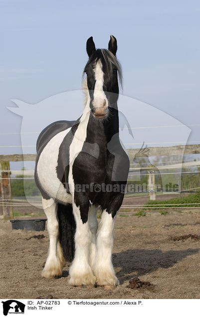 Irish Tinker / AP-02783