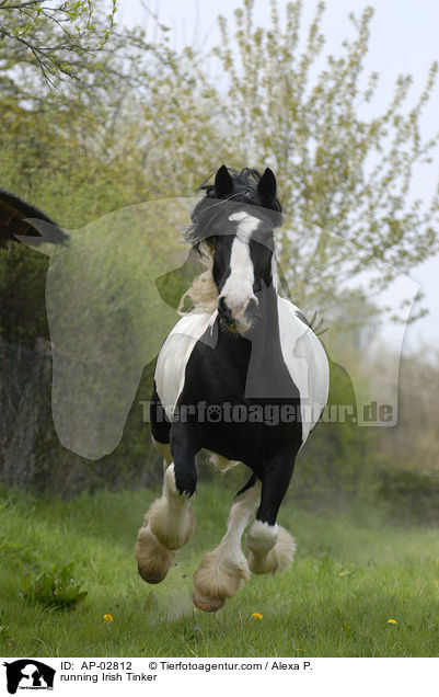running Irish Tinker / AP-02812