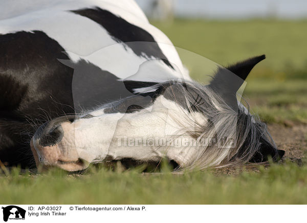 liegender Irish Tinker / lying Irish Tinker / AP-03027