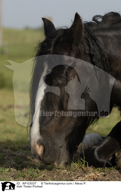 Irish Tinker Portrait / AP-03037