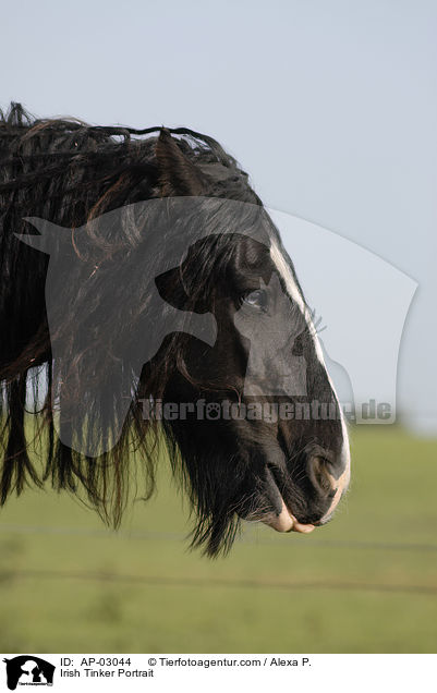 Irish Tinker Portrait / AP-03044