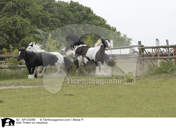 Irish Tinker auf der Weide / Irish Tinker on meadow / AP-03086