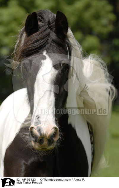 Irish Tinker Portrait / AP-03123