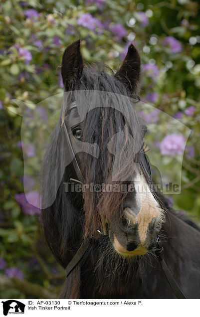 Irish Tinker Portrait / AP-03130
