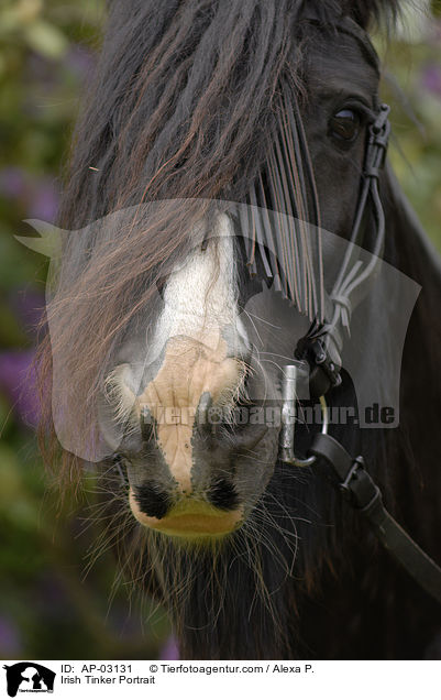 Irish Tinker Portrait / AP-03131