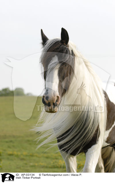 Irish Tinker Portrait / AP-03134