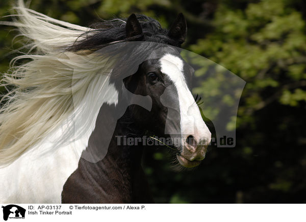Irish Tinker Portrait / Irish Tinker Portrait / AP-03137