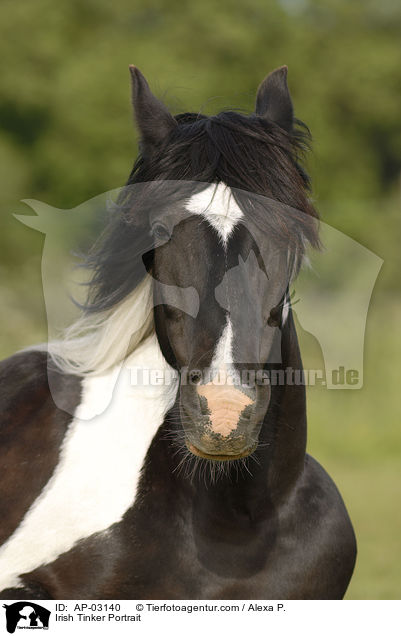 Irish Tinker Portrait / AP-03140