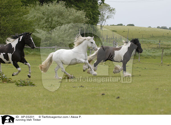 running Irish Tinker / AP-03201