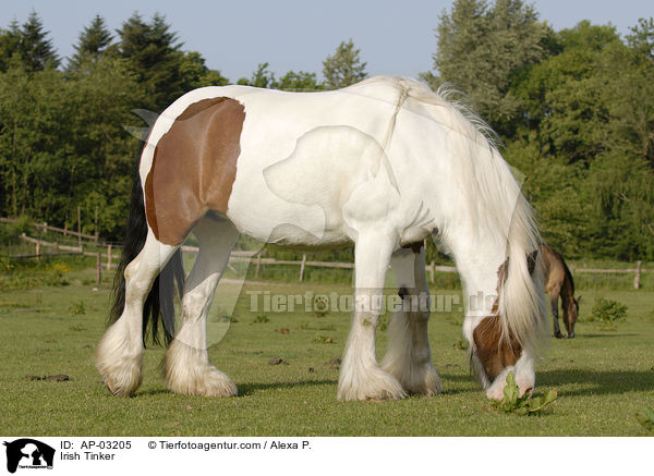 Irish Tinker / Irish Tinker / AP-03205