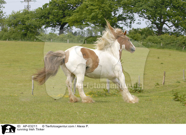 running Irish Tinker / AP-03211