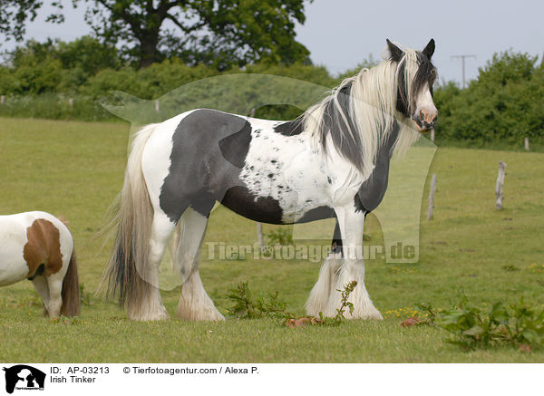 Irish Tinker / AP-03213