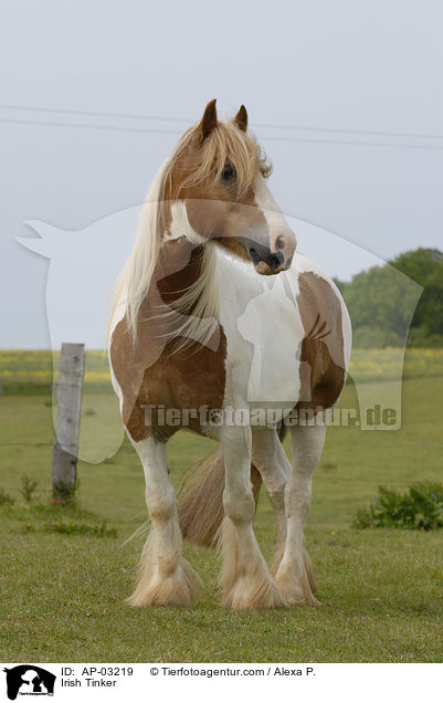 Irish Tinker / AP-03219