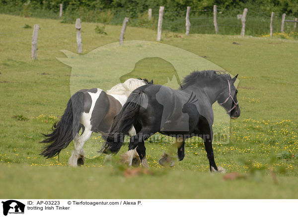 trotting Irish Tinker / AP-03223