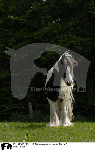 Irish Tinker / AP-03225