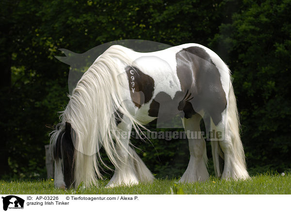 grazing Irish Tinker / AP-03226