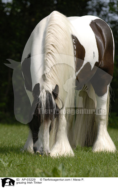 grazing Irish Tinker / AP-03229