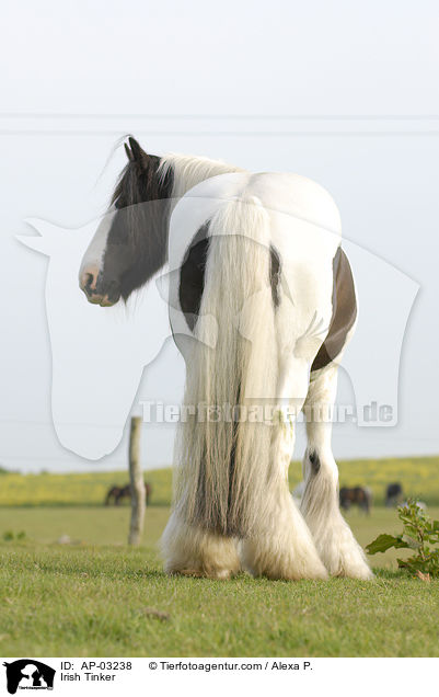 Irish Tinker / AP-03238