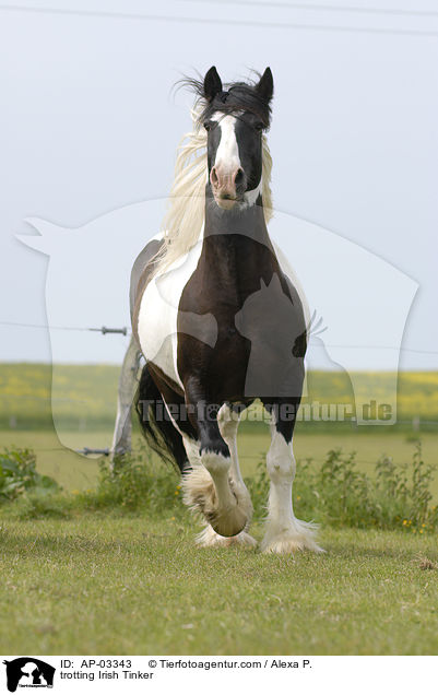 trotting Irish Tinker / AP-03343