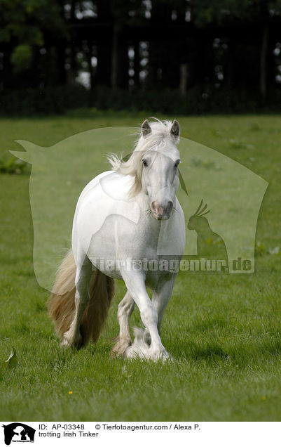 trotting Irish Tinker / AP-03348