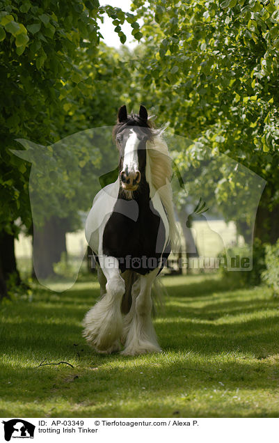 trotting Irish Tinker / AP-03349