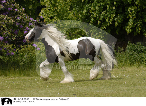 trotting Irish Tinker / AP-03351