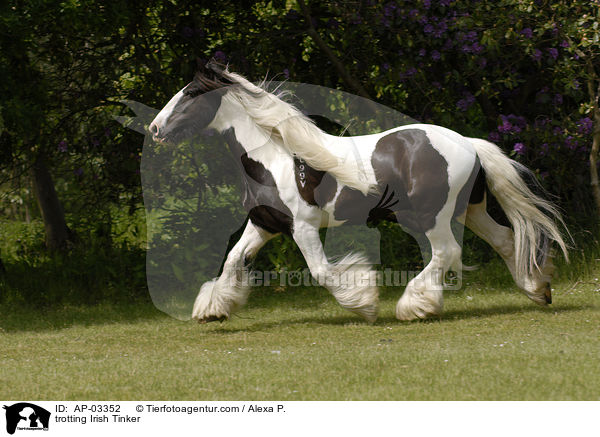 trotting Irish Tinker / AP-03352