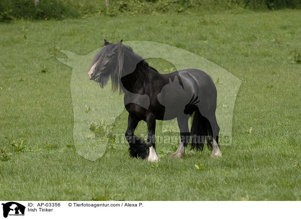 Irish Tinker / AP-03356