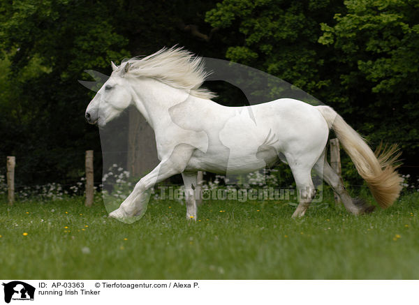 running Irish Tinker / AP-03363