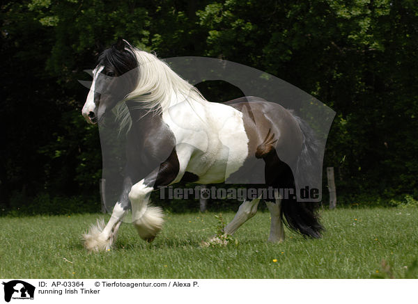 running Irish Tinker / AP-03364
