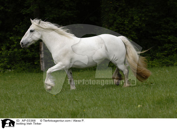 trotting Irish Tinker / AP-03368