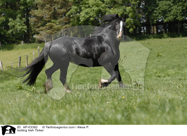 trotting Irish Tinker / AP-03382