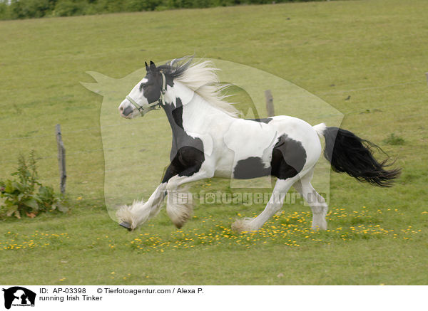 running Irish Tinker / AP-03398