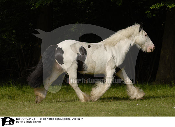 trotting Irish Tinker / AP-03405
