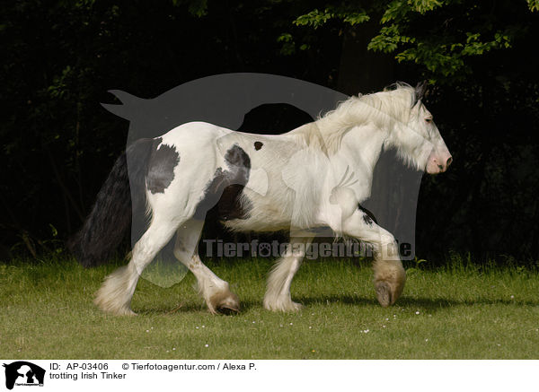 trotting Irish Tinker / AP-03406