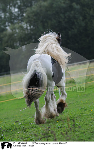 running Irish Tinker / AP-04011