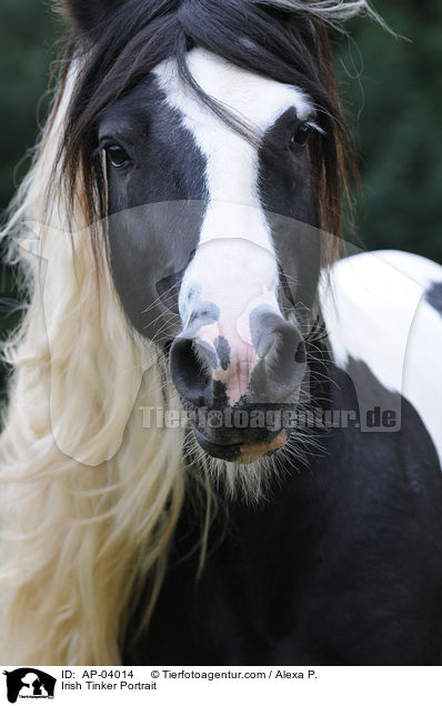 Irish Tinker Portrait / AP-04014