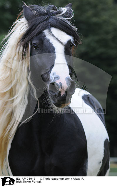 Irish Tinker Portrait / AP-04016
