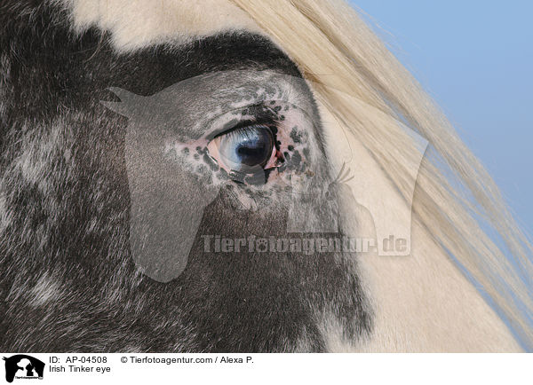 Irish Tinker eye / AP-04508