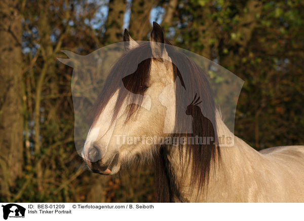 Irish Tinker Portrait / Irish Tinker Portrait / BES-01209