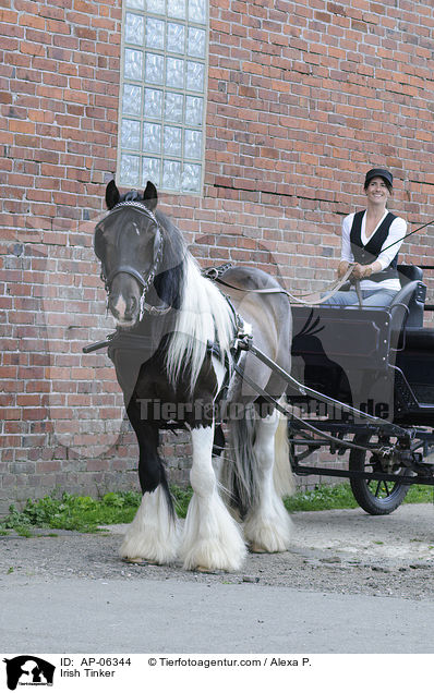Irish Tinker vor Kutsche / Irish Tinker / AP-06344